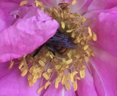 Andrena milwaukeensis