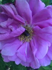 Andrena milwaukeensis