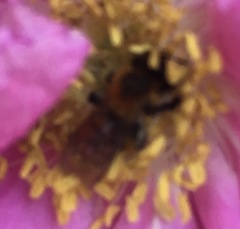 Andrena milwaukeensis