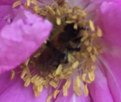 Andrena milwaukeensis