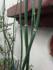 Equisetum hyemale