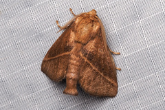 Quasithosea obliquistriga