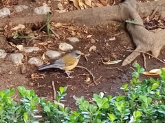 Turdus rufopalliatus