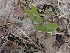 Lathyrus ochroleucus