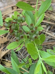 Vaccinium tenellum