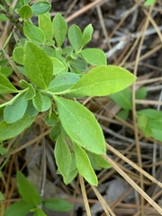 Vaccinium tenellum