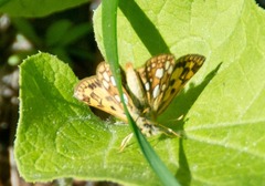 Carterocephalus mandan