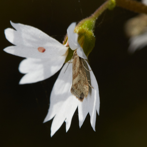 iNaturalist observation photo of Greya obscura