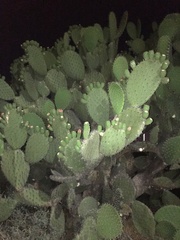 Opuntia hyptiacantha