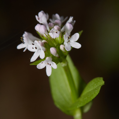 iNaturalist observation photo of shortspur seablush