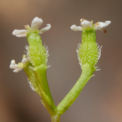 iNaturalist observation photo of carrot family