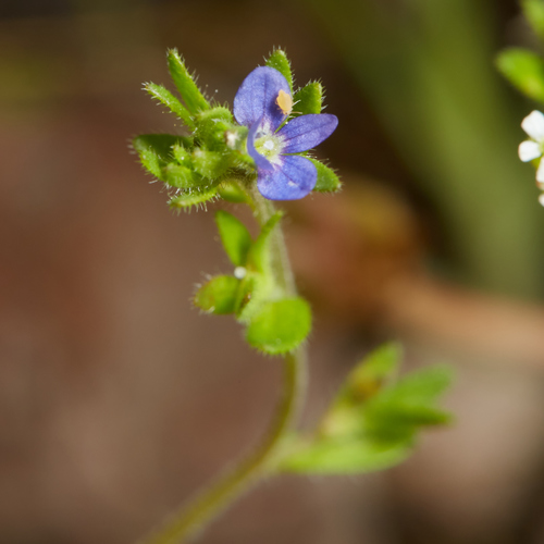 iNaturalist observation photo of corn speedwell