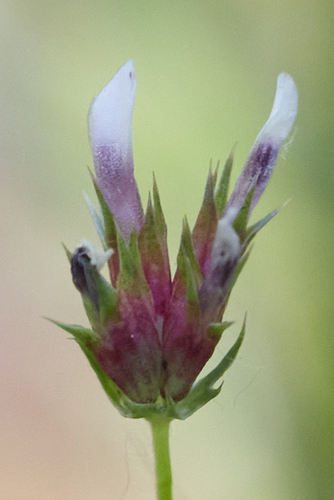 iNaturalist observation photo of few-flowered clover