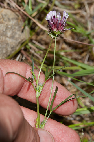 iNaturalist observation photo of tomcat clover