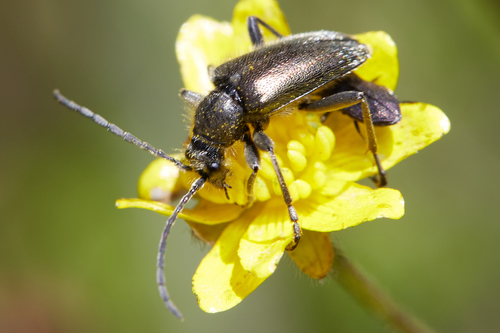 iNaturalist observation photo of Brachysomida californica