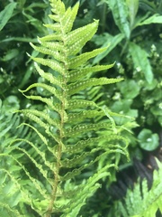 Polystichum munitum