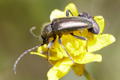 Brachysomida californica