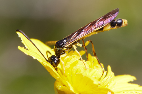 iNaturalist observation photo of Calameuta clavata