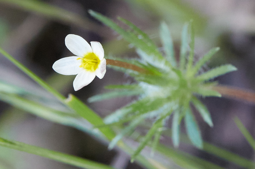 iNaturalist observation photo of Bicolor Babystars