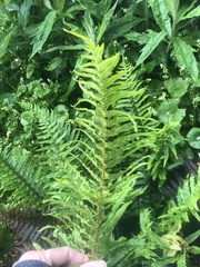 Polystichum munitum