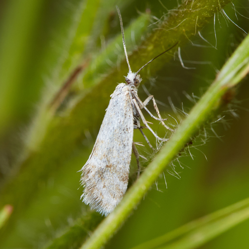 iNaturalist observation photo of Greya powelli