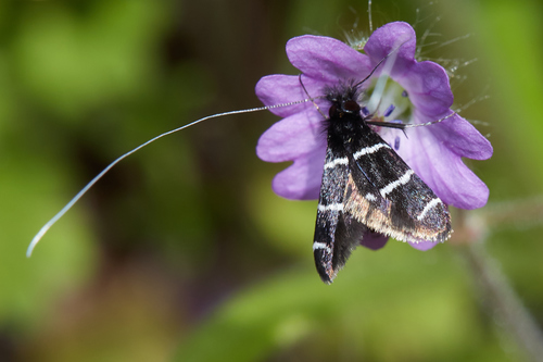 iNaturalist observation photo of Three-striped Longhorn