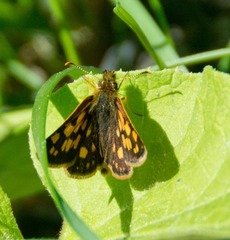 Carterocephalus mandan