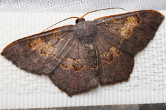 Serratophyga subangulata