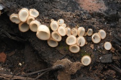 Perilachnea hemisphaerioides