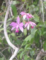 Cattleya violacea