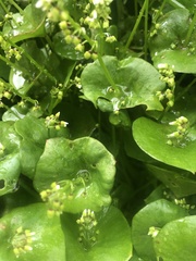 Claytonia perfoliata