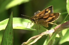 Taractrocera luzonensis