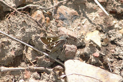 Atrytonopsis pittacus