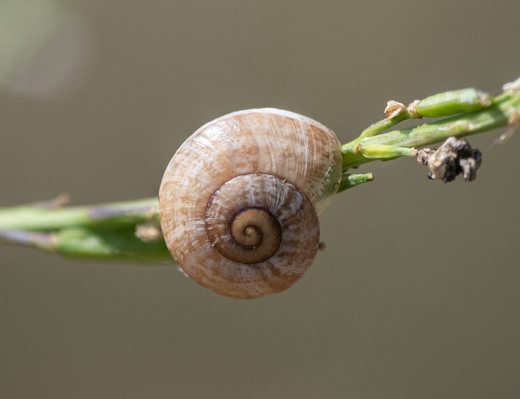 Milk Snail from Lake Murray, San Diego, CA, USA on May 02, 2022 at 10