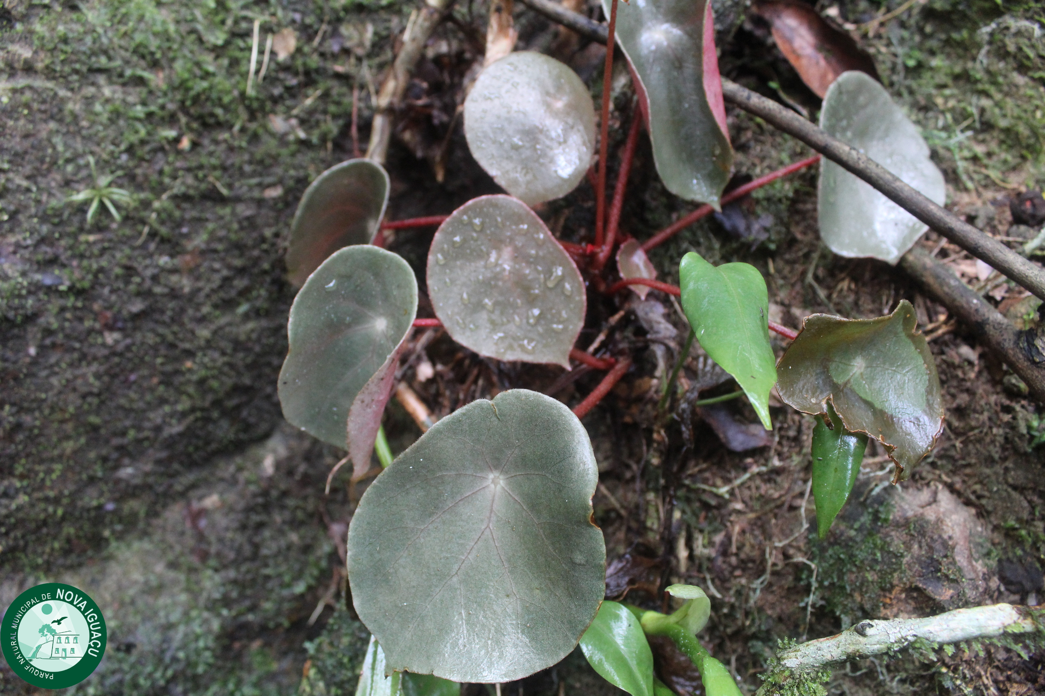 Begonia concinna