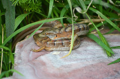 Elgaria multicarinata