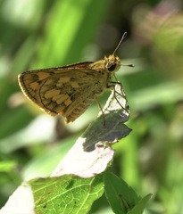 Taractrocera luzonensis
