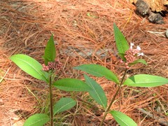 Asclepias pellucida