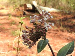 Asclepias pellucida