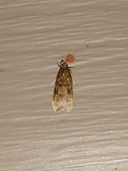 Helcystogramma melantherella
