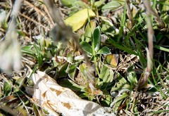 Antennaria neglecta
