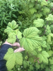 Ribes sanguineum