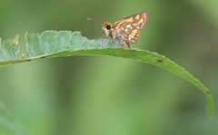 Taractrocera luzonensis
