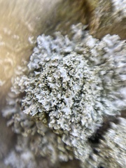 Lecanoromycetes