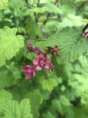 Ribes sanguineum