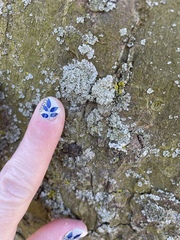 Lecanoromycetes