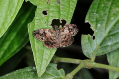 Gorgythion begga begga