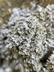 Lecanoromycetes