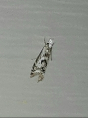 Microcrambus kimballi