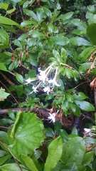 Rhododendron oblongifolium